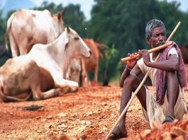 पशुपालन से आय को बढ़ावा देने की बिहार सरकार ने बनायी योजना