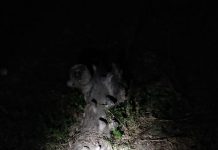 गोपालगंज के विधायक के बथान के बाहर मिलीं शराब की खाली बोतलें