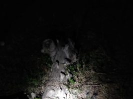 गोपालगंज के विधायक के बथान के बाहर मिलीं शराब की खाली बोतलें