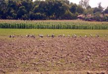 कहां गइल मोर गांव रे, बता रहे वरिष्ठ पत्रकार शेषनारायण सिंह