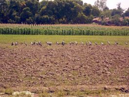 कहां गइल मोर गांव रे, बता रहे वरिष्ठ पत्रकार शेषनारायण सिंह