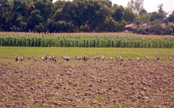 कहां गइल मोर गांव रे, बता रहे वरिष्ठ पत्रकार शेषनारायण सिंह