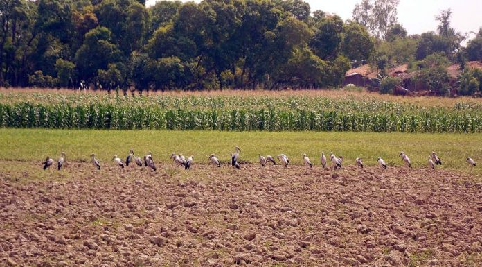 कहां गइल मोर गांव रे, बता रहे वरिष्ठ पत्रकार शेषनारायण सिंह