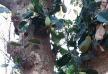 मलिकाइन के पातीः बड़का नेंव आ ढेर नेवतरही तबाही के घर होला