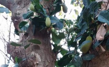 मलिकाइन के पातीः बड़का नेंव आ ढेर नेवतरही तबाही के घर होला