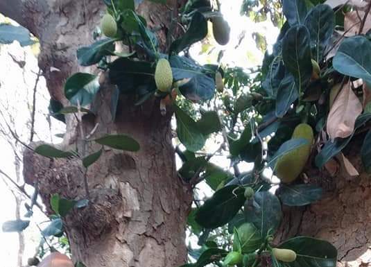 मलिकाइन के पातीः बड़का नेंव आ ढेर नेवतरही तबाही के घर होला