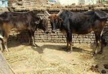 मलिकाइन के पातीः एही के कहल जाला- ढेर जोगी मठ के उजार