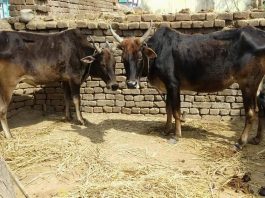 मलिकाइन के पातीः एही के कहल जाला- ढेर जोगी मठ के उजार