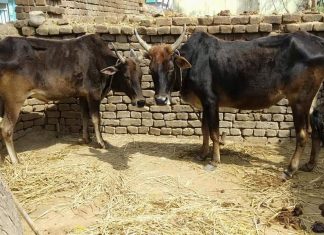 मलिकाइन के पातीः एही के कहल जाला- ढेर जोगी मठ के उजार