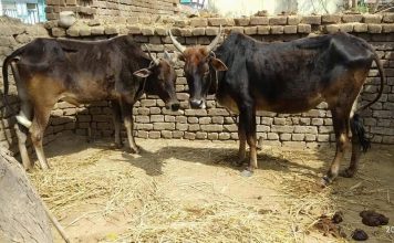 मलिकाइन के पातीः एही के कहल जाला- ढेर जोगी मठ के उजार