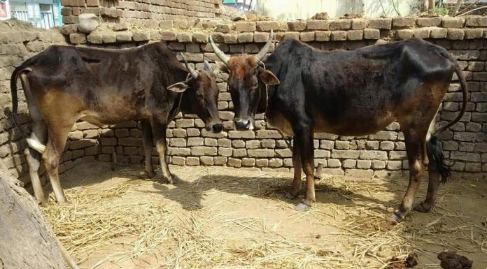 मलिकाइन के पातीः एही के कहल जाला- ढेर जोगी मठ के उजार