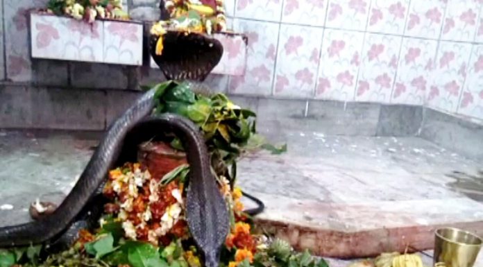 शिवलिंग पर साक्षात प्रकट हुए नाग और नागिन, देखने उमड़ी भीड़