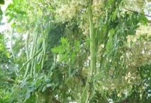 बिहार के बेगुसराय का सहजन और परवल अब दूसरे देशों में होगा निर्यात