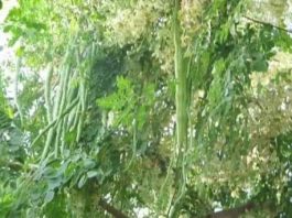 बिहार के बेगुसराय का सहजन और परवल अब दूसरे देशों में होगा निर्यात