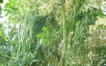 बिहार के बेगुसराय का सहजन और परवल अब दूसरे देशों में होगा निर्यात