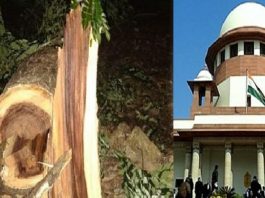 मुंबई में हरे वृक्षों का संहार रुक गया, आभार उच्चतम न्यायालय का मुंबई में हरे वृक्षों का संहार रुक गया, उच्चतम न्यायालय की पहल से