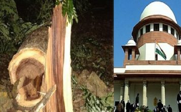 मुंबई में हरे वृक्षों का संहार रुक गया, आभार उच्चतम न्यायालय का मुंबई में हरे वृक्षों का संहार रुक गया, उच्चतम न्यायालय की पहल से