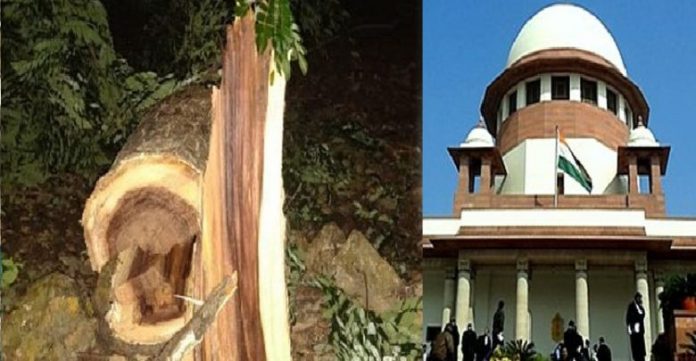 मुंबई में हरे वृक्षों का संहार रुक गया, उच्चतम न्यायालय की पहल से