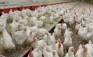 बिहार के तीन युवा जुटे हैं गांवों की तस्वीर बदलने में बिहार में तीन युवा कृषि कार्यों में इन दिनों रोजगार और लोगों की आमदनी बढ़ाने का अलख जगाये हुए हैं। इनका सपना बिहार की तकदीर बदलने का है।