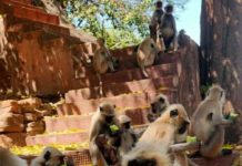 डिप्टी कमिश्नर नैंसी सहाय को सता रही बानरों की भूख की चिंता डिप्टी कमिश्नर नैंसी सहाय (देवघर) की पहल पर बानरों तक भोजन पहुंचा रही युवाओं की टोली