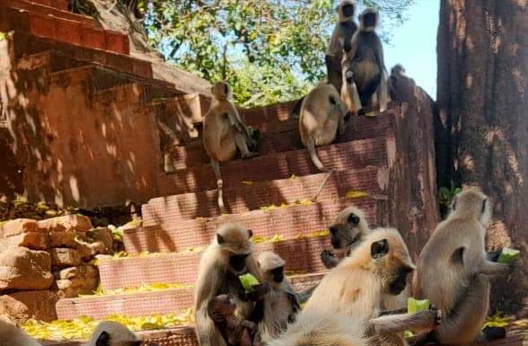 डिप्टी कमिश्नर नैंसी सहाय को सता रही बानरों की भूख की चिंता डिप्टी कमिश्नर नैंसी सहाय (देवघर) की पहल पर बानरों तक भोजन पहुंचा रही युवाओं की टोली