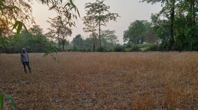 आंधी-पानी व ओलावृष्टि के साथ किसानों की बढी परेशानी आंधी-पानी व ओलावृष्टि ने किसानों की परेशानी बढ़ा दी है। बारिश में भींग जाने से गेहूं के दाने काले हो जाएंगे। वजन भी कम हो जाएगा।