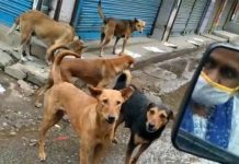 साहब हमारा क्या कसूर, हम आपकी तरह दो पैर वाले जानवर नहीं चार पैर वाले जानवर हैं… साहब हमारा क्या कसूर, हम आपकी तरह दो पैर वाले जानवर नहीं चार पैर वाले जानवर हैं...