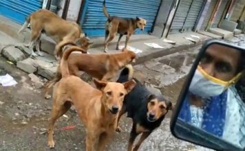 साहब हमारा क्या कसूर, हम आपकी तरह दो पैर वाले जानवर नहीं चार पैर वाले जानवर हैं… साहब हमारा क्या कसूर, हम आपकी तरह दो पैर वाले जानवर नहीं चार पैर वाले जानवर हैं...