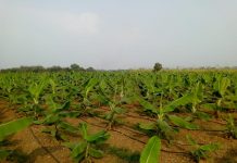 टिशू कल्चर केला की खेती के लिए संजीवनी है, संजय कुमार राय टिशू कल्चर केला की खेती के लिए काफी फायदेमंद है।