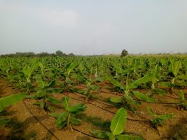 टिशू कल्चर केला की खेती के लिए संजीवनी है, संजय कुमार राय टिशू कल्चर केला की खेती के लिए काफी फायदेमंद है।