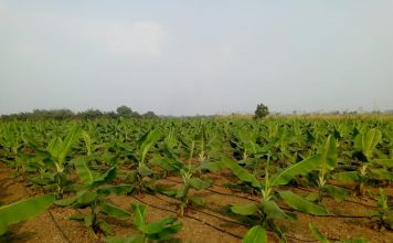 टिशू कल्चर केला की खेती के लिए संजीवनी है, संजय कुमार राय टिशू कल्चर केला की खेती के लिए काफी फायदेमंद है।