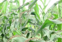 साहित्य के मुख्य विषय इस वर्ष क्या होंगे? साहित्य के मुख्य विषय इस वर्ष क्या होंगे? अगर संवेदना साहित्य की आत्मा है तो निश्चत ही इस पर विचार होना चाहिए।