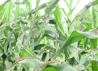 टिड्डी दल के हमले की संभावना पर झारखंड में भी अलर्ट साहित्य के मुख्य विषय इस वर्ष क्या होंगे? अगर संवेदना साहित्य की आत्मा है तो निश्चत ही इस पर विचार होना चाहिए।