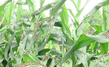 टिड्डी दल से बचाव के लिए किसानों को कीटनाशकों की जानकारी दें साहित्य के मुख्य विषय इस वर्ष क्या होंगे? अगर संवेदना साहित्य की आत्मा है तो निश्चत ही इस पर विचार होना चाहिए।