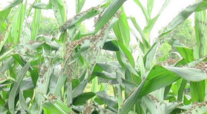 साहित्य के मुख्य विषय इस वर्ष क्या होंगे? साहित्य के मुख्य विषय इस वर्ष क्या होंगे? अगर संवेदना साहित्य की आत्मा है तो निश्चत ही इस पर विचार होना चाहिए।