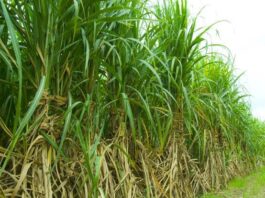 गन्ना किसानों को केंद्र सरकार ने दी बड़ी राहत, सब्सिडी खाते में कृषि कानून वापस नहीं लेगी सरकार