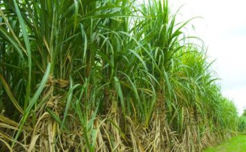 गन्ना किसानों को केंद्र सरकार ने दी बड़ी राहत, सब्सिडी खाते में कृषि कानून वापस नहीं लेगी सरकार