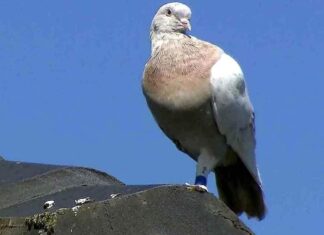 कबूतर या किसी भी पक्षी का कोई खास देश होता है क्या ! कबूतर या किसी पक्षी को कोई देश नहीं होता। हम तो यही सुनते आए हैं कि पक्षियों का कोई देश नहीं होता, लेकिन उनकी यह आजादी छिन गयी है।