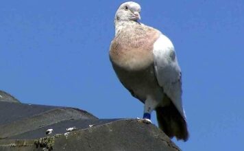 कबूतर या किसी भी पक्षी का कोई खास देश होता है क्या ! कबूतर या किसी पक्षी को कोई देश नहीं होता। हम तो यही सुनते आए हैं कि पक्षियों का कोई देश नहीं होता, लेकिन उनकी यह आजादी छिन गयी है।