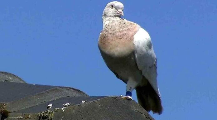 कबूतर या किसी भी पक्षी का कोई खास देश होता है क्या ! कबूतर या किसी पक्षी को कोई देश नहीं होता। हम तो यही सुनते आए हैं कि पक्षियों का कोई देश नहीं होता, लेकिन उनकी यह आजादी छिन गयी है।