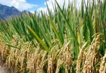 कृषि कानून अच्छा तो है, पर उसमें कुछ खामियां भी हैं कृषि कानून ठीक है, पर उसमें कुछ खामियां भी हैं। उनको ठीक किया जाना चाहिए, नहीं तो वे नतीजे नहीं निकलेंगे, जो निकलना चाहिए।