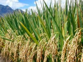 कृषि कानून अच्छा तो है, पर उसमें कुछ खामियां भी हैं कृषि कानून ठीक है, पर उसमें कुछ खामियां भी हैं। उनको ठीक किया जाना चाहिए, नहीं तो वे नतीजे नहीं निकलेंगे, जो निकलना चाहिए।