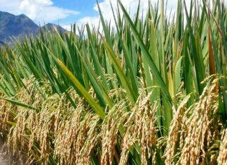 कृषि कानून का विरोध और पश्चिम बंगाल का अकाल कृषि कानून ठीक है, पर उसमें कुछ खामियां भी हैं। उनको ठीक किया जाना चाहिए, नहीं तो वे नतीजे नहीं निकलेंगे, जो निकलना चाहिए।