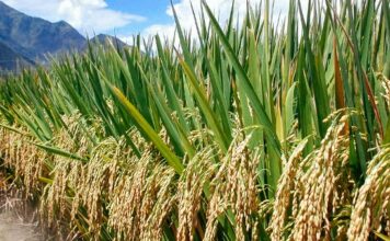 कृषि कानून का विरोध और पश्चिम बंगाल का अकाल कृषि कानून ठीक है, पर उसमें कुछ खामियां भी हैं। उनको ठीक किया जाना चाहिए, नहीं तो वे नतीजे नहीं निकलेंगे, जो निकलना चाहिए।