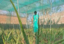 एलोवेरा की खेती अब हर आंगन और खेत में, कमा रहीं महिलाएं एलोवेरा की खेती अब हर आंगन और खेत में होने लगी है। महिलाएं पौधे सहेज रही हैं। इससे उनकी जिंदगी बेहतर और खुशहाल बनती जा रही है।