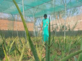 एलोवेरा की खेती अब हर आंगन और खेत में, कमा रहीं महिलाएं एलोवेरा की खेती अब हर आंगन और खेत में होने लगी है। महिलाएं पौधे सहेज रही हैं। इससे उनकी जिंदगी बेहतर और खुशहाल बनती जा रही है।