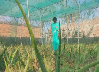 एलोवेरा की खेती अब हर आंगन और खेत में, कमा रहीं महिलाएं एलोवेरा की खेती अब हर आंगन और खेत में होने लगी है। महिलाएं पौधे सहेज रही हैं। इससे उनकी जिंदगी बेहतर और खुशहाल बनती जा रही है।