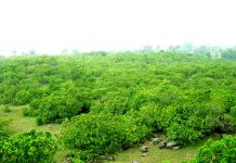 काजू जहां 30 से 40 रुपये किलो बिकता है, वह है झाऱखंड का नाला काजू जहां 30 से 40 रुपये किलो बिकता है, वह है झाऱखंड के जामताड़ा इलाके का एक प्रखंड नाला। झारखंड में काजू की खेती के लिए उपयुक्त जमीन है।