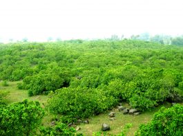 काजू जहां 30 से 40 रुपये किलो बिकता है, वह है झाऱखंड का नाला काजू जहां 30 से 40 रुपये किलो बिकता है, वह है झाऱखंड के जामताड़ा इलाके का एक प्रखंड नाला। झारखंड में काजू की खेती के लिए उपयुक्त जमीन है।