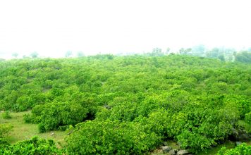 काजू जहां 30 से 40 रुपये किलो बिकता है, वह है झाऱखंड का नाला काजू जहां 30 से 40 रुपये किलो बिकता है, वह है झाऱखंड के जामताड़ा इलाके का एक प्रखंड नाला। झारखंड में काजू की खेती के लिए उपयुक्त जमीन है।